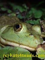 /home//u458753944/public_html/sourcegallery////////////////////////////////////Frogs/Bullfrogs 2020-09 Upper Merion/P9280710.JPG